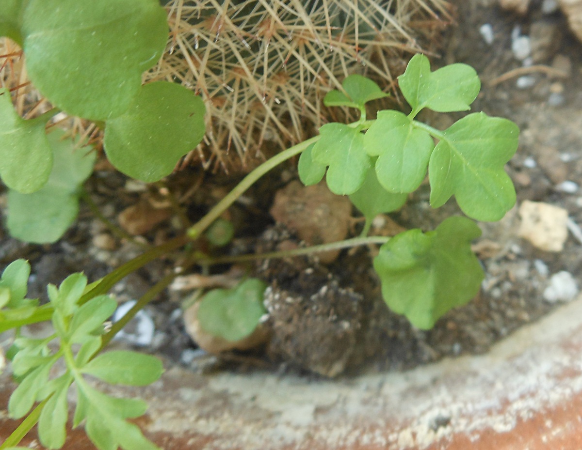 Cardamine occulta Hornem.